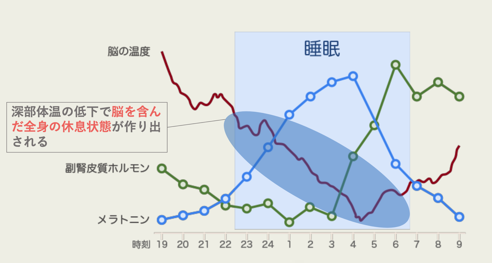 深部体温の低下で脳を含んだ全身の休息状態が作り出される